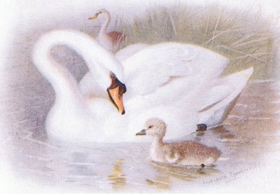 Mute Swan by Archibald Thorburn